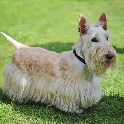 Scottish Terrier dog breed.