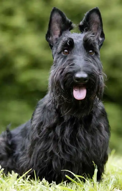 Breed Origin