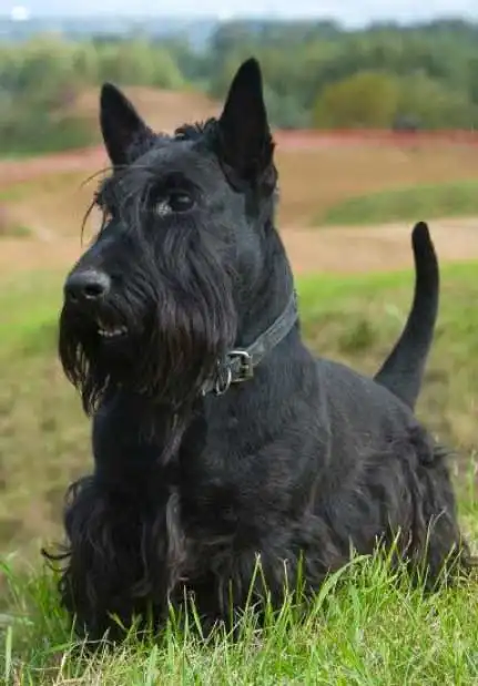 Breed Appearance