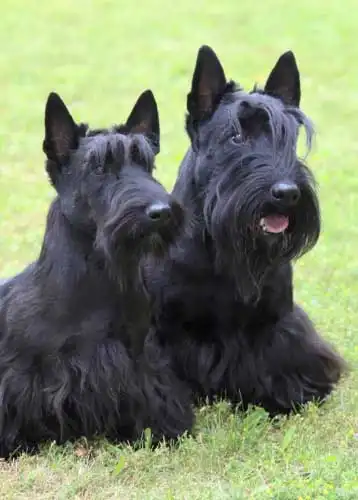 Behavior & Temperament