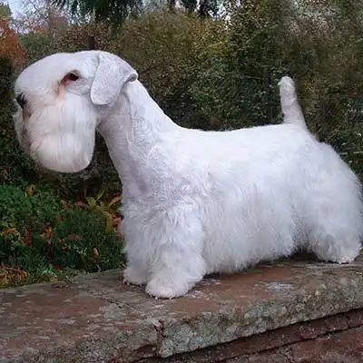 Sealyham Terrier dog breed.