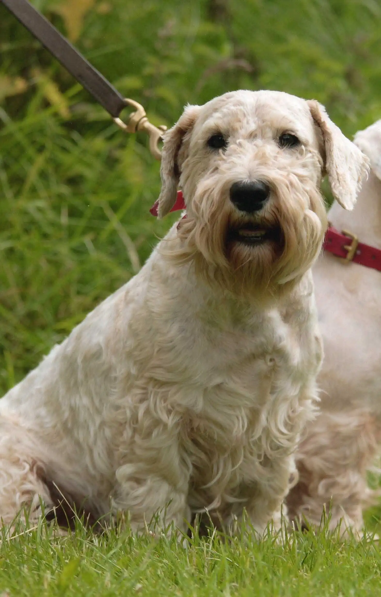 Breed Origin