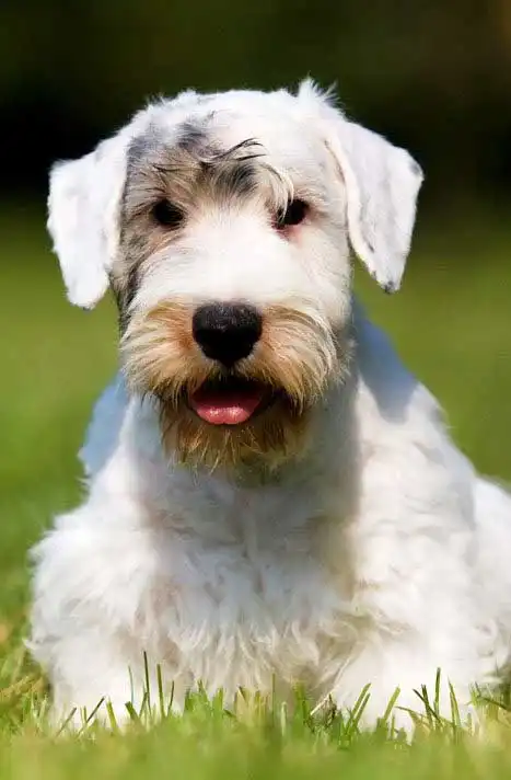 Breed Appearance