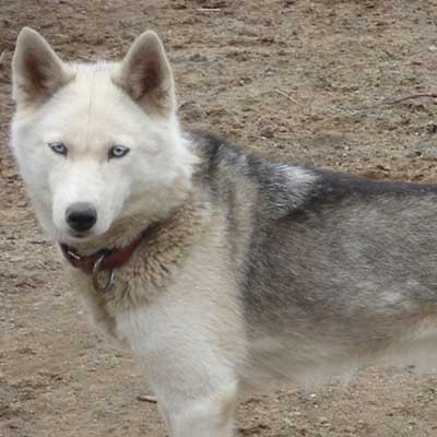 Seppala Siberian Sleddog