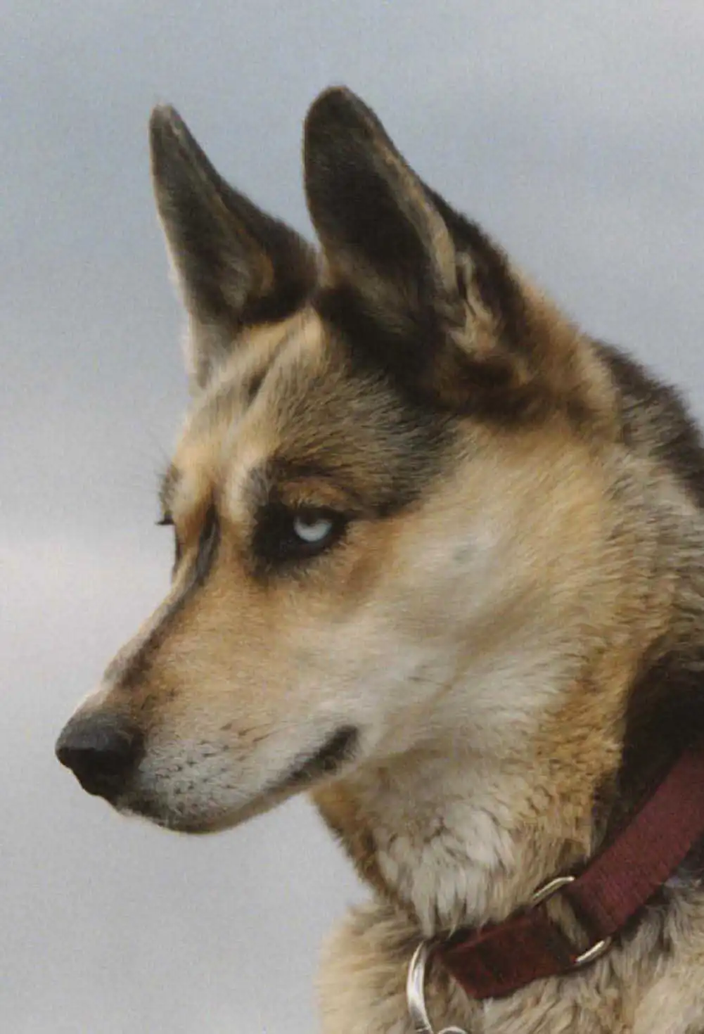 Origine & Storia del Seppala Siberian Sleddog