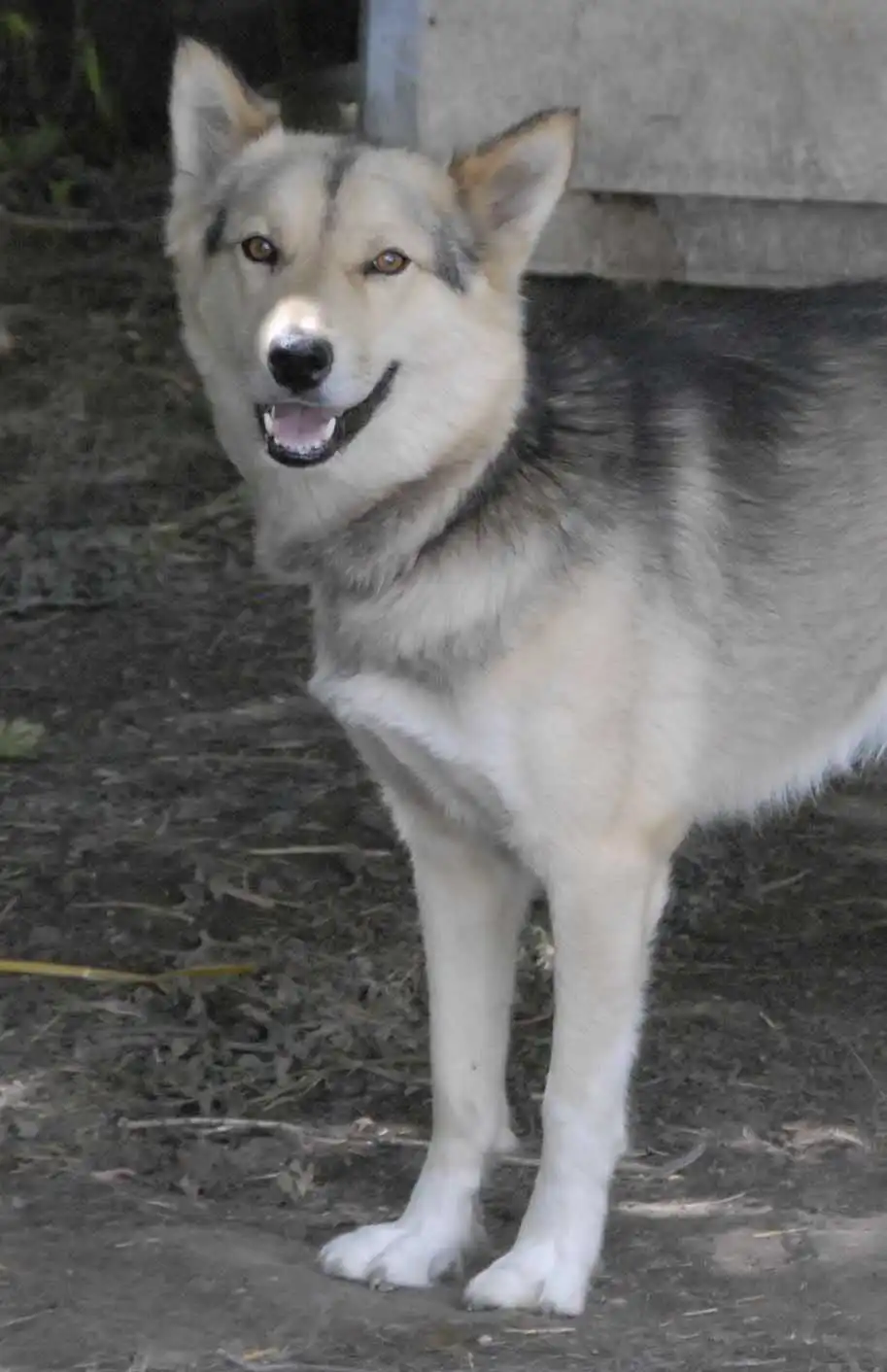 Aspetto del Seppala Siberian Sleddog