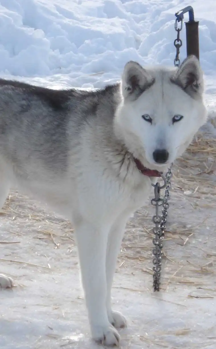 Cura & Mantenimento del Seppala Siberian Sleddog