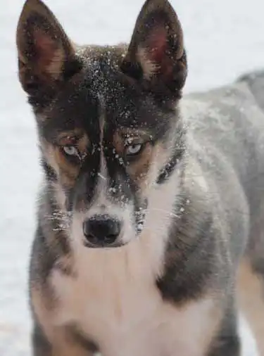 Carattere & Temperamento del Seppala Siberian Sleddog