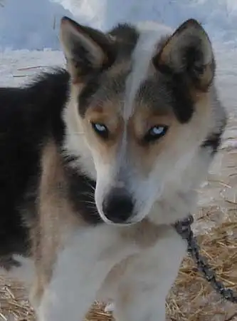 Esercizio & Attività del Seppala Siberian Sleddog