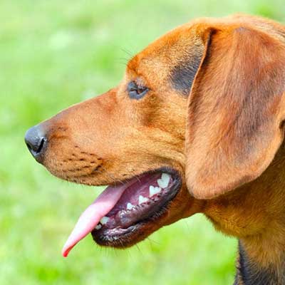 Serbian Hound
