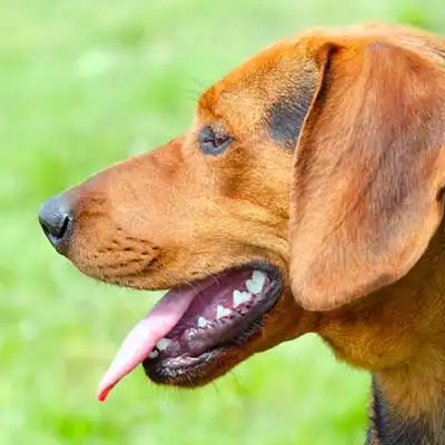 Serbian Hound dog breed.