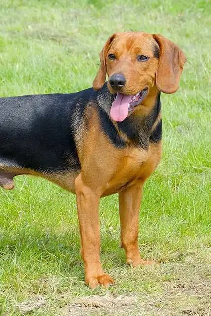 Breed Origin