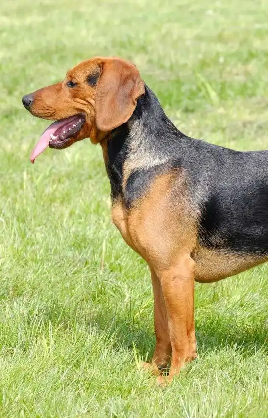 Breed Appearance