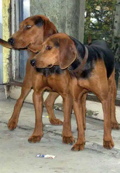 Behavior & Temperament