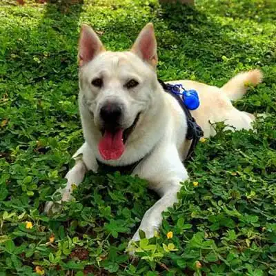 Sharberian Husky dog breed.