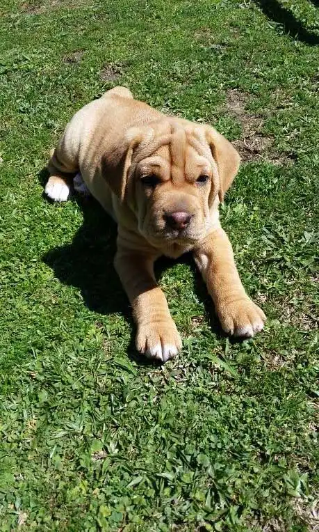 Breed Origin