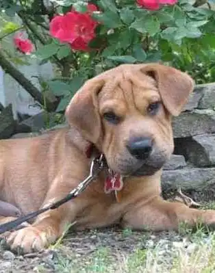 Breed Appearance