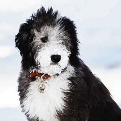 Sheepadoodle