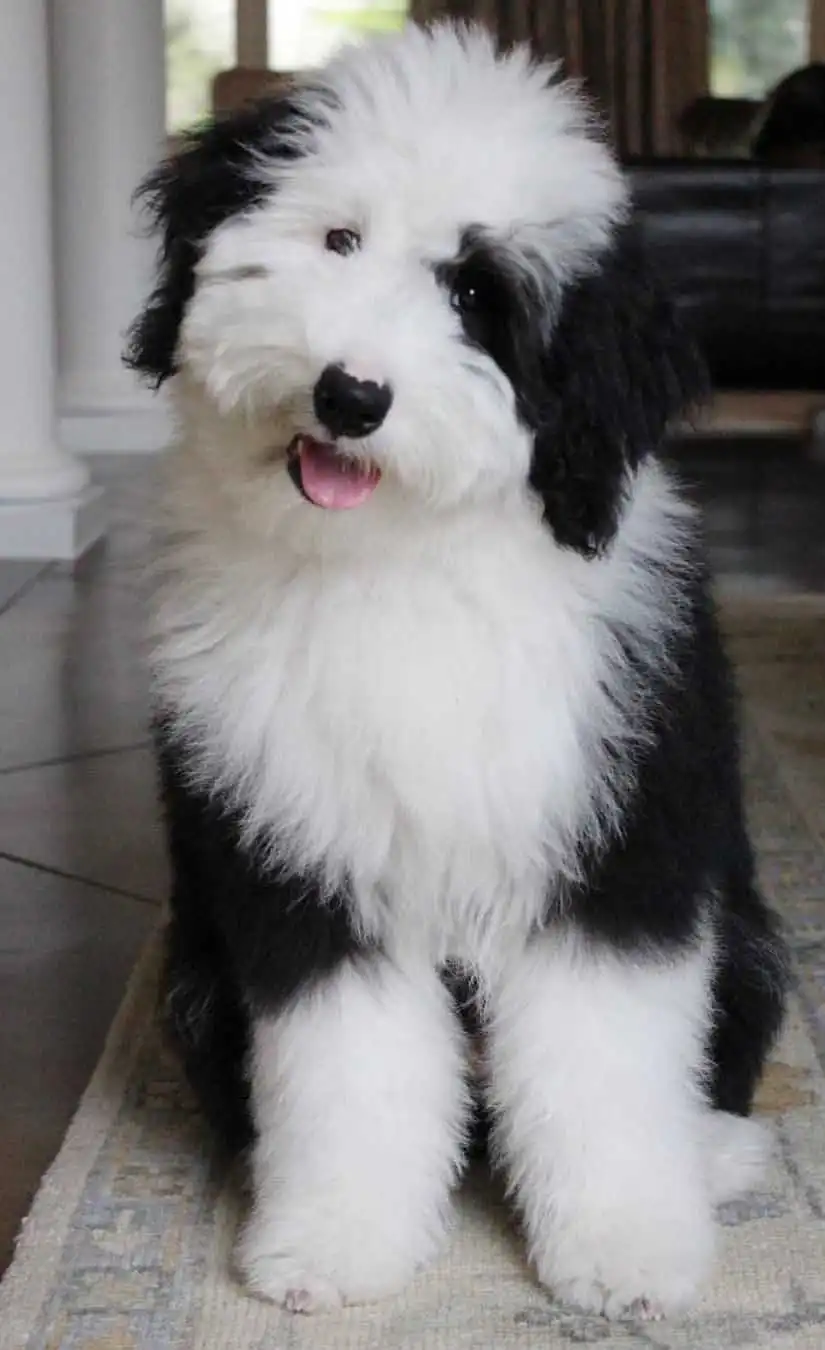 Breed Origin