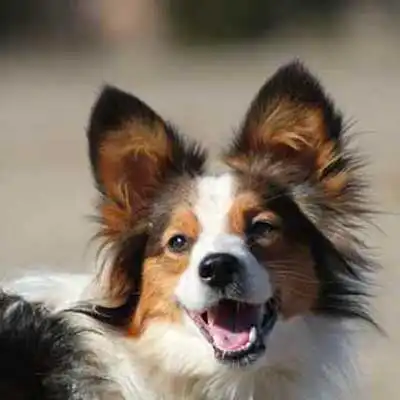 Shelillon dog breed.
