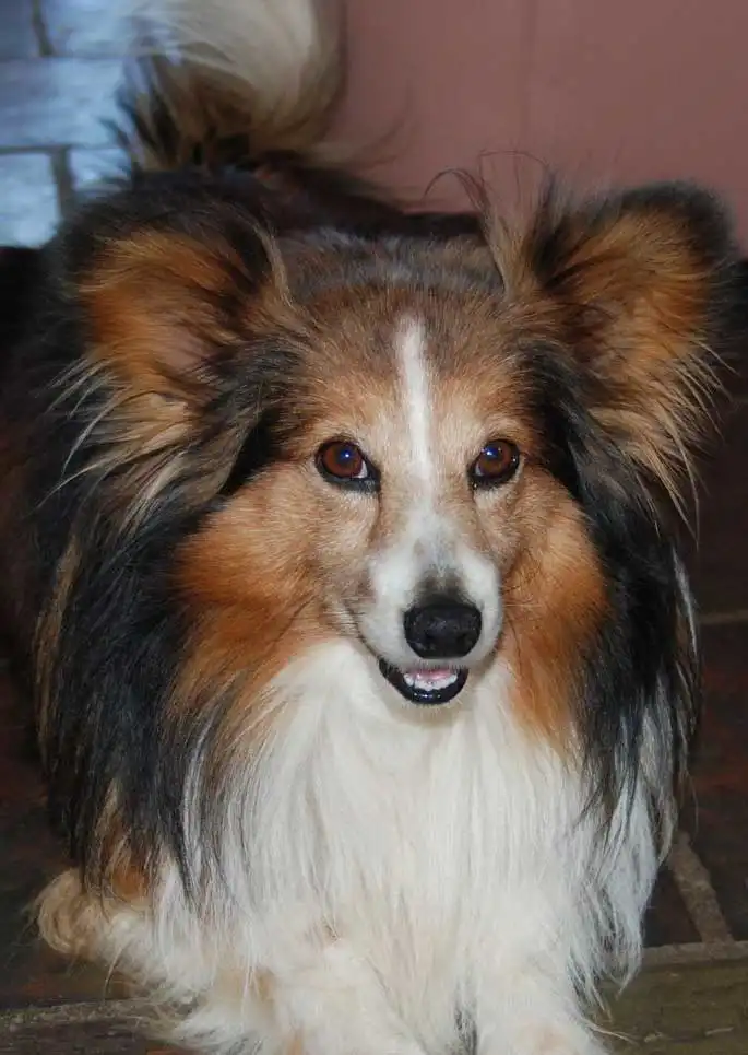 Breed Origin