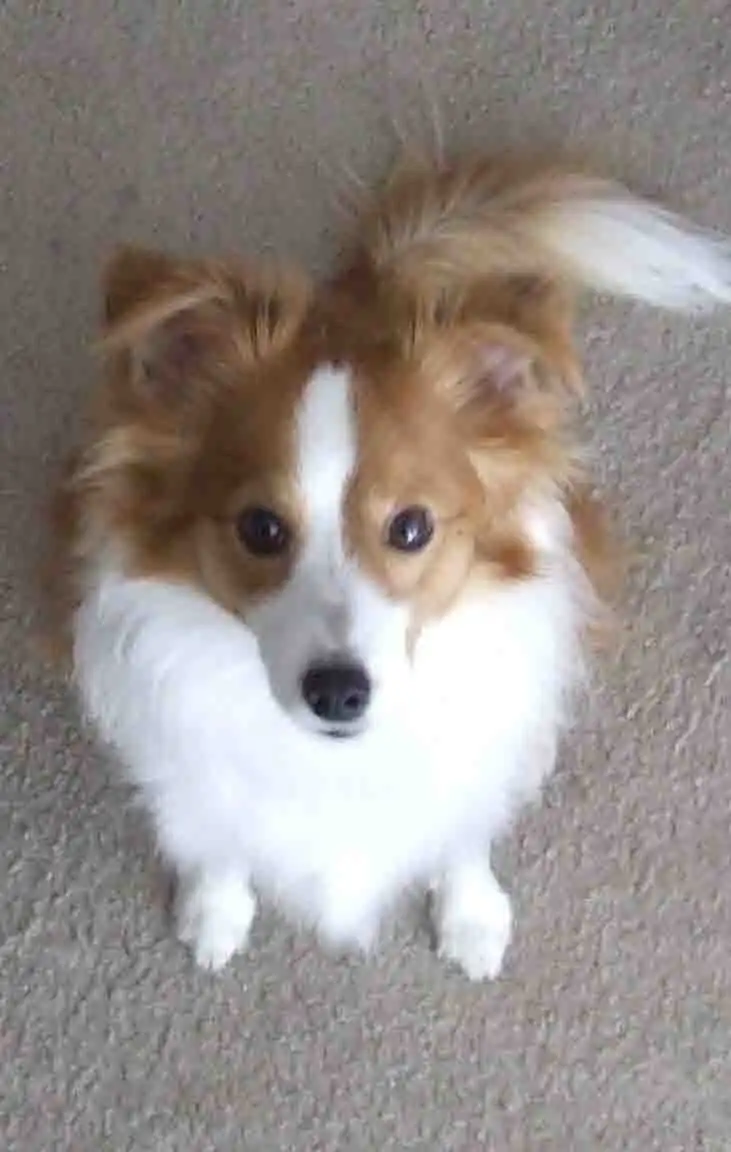 Breed Appearance