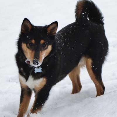 Sheltie Inu