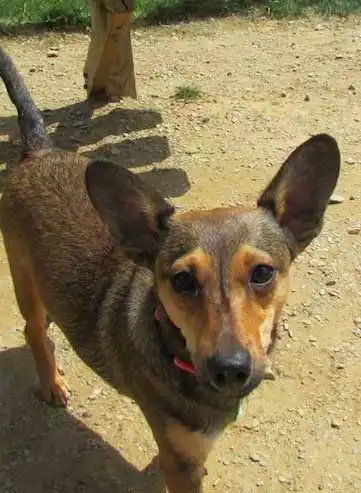 Breed Appearance