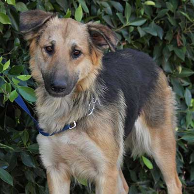 Sheltie Shepherd