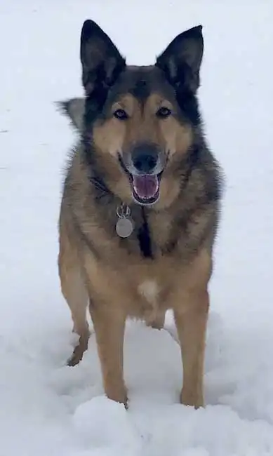 Breed Origin