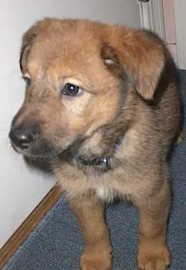 Breed Appearance