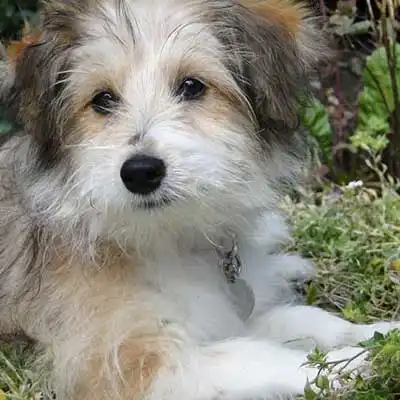 Sheltie Tzu dog breed.