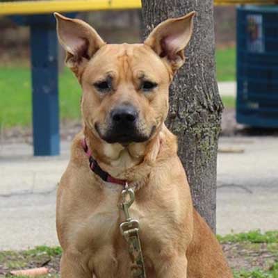 Shepherd Pit