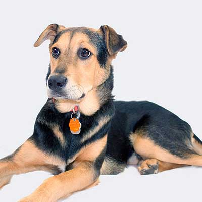 Shepweiler
