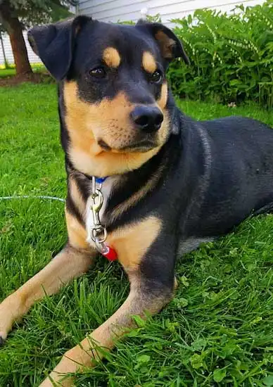 Breed Origin