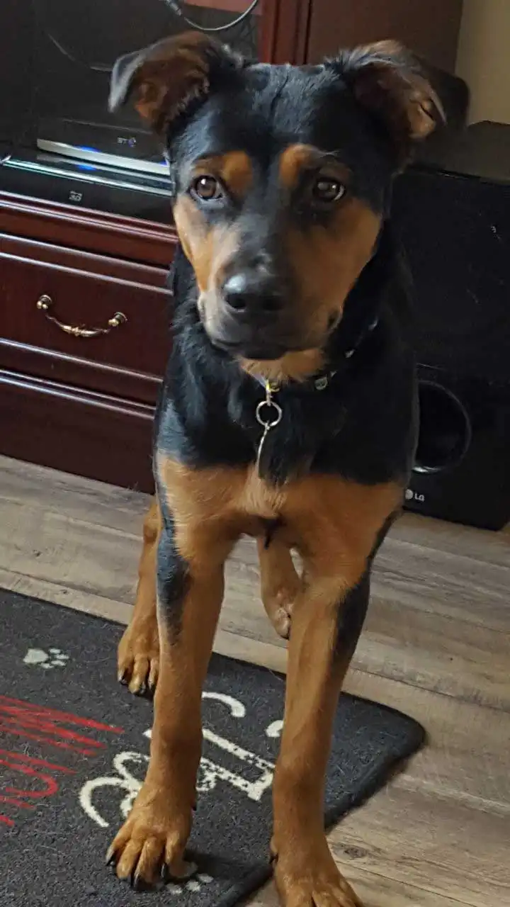 Breed Appearance