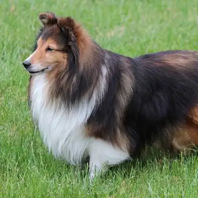 Razza canina Pastore delle Shetland (Sheltie).