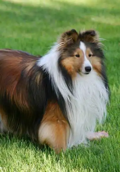 Origine & Storia del Pastore delle Shetland (Sheltie)
