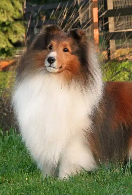 Aspetto del Pastore delle Shetland (Sheltie)
