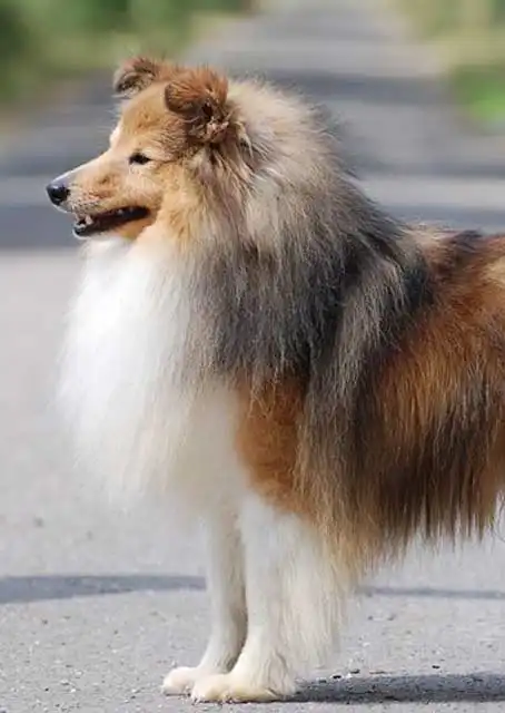 Cura & Mantenimento del Pastore delle Shetland (Sheltie)