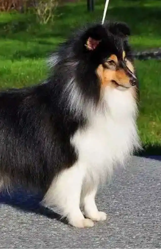 Carattere & Temperamento del Pastore delle Shetland (Sheltie)