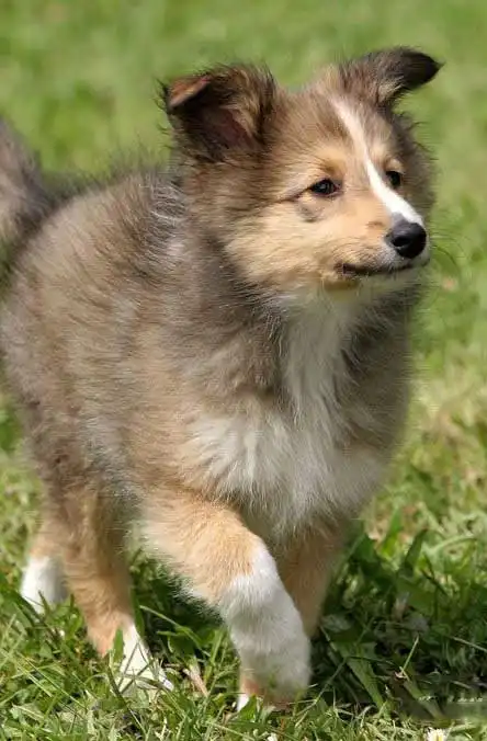 Esercizio & Attività del Pastore delle Shetland (Sheltie)