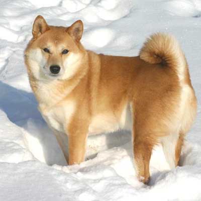 Shiba Corgi