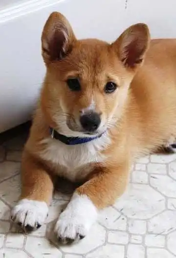 Herkunft & Geschichte von Shiba Corgi