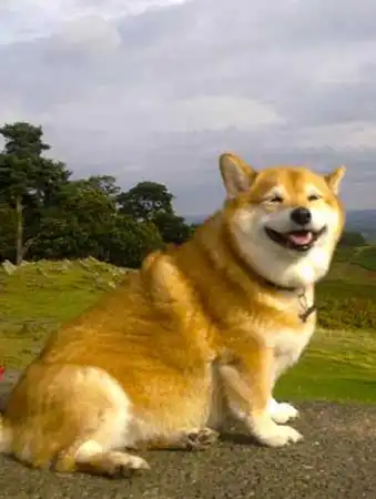 Erscheinungsbild von Shiba Corgi