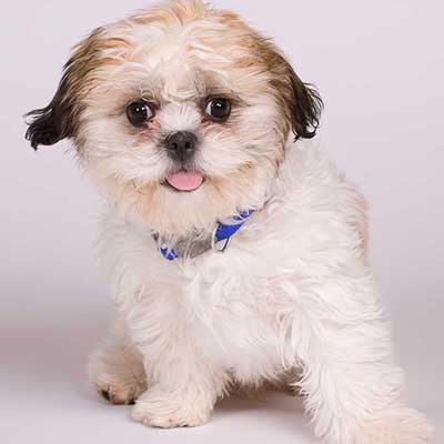 Shichón