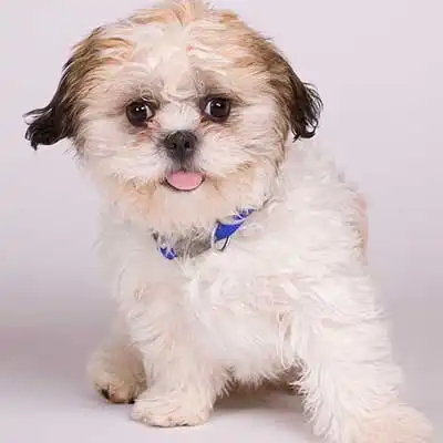 Raza de perro Shichón.