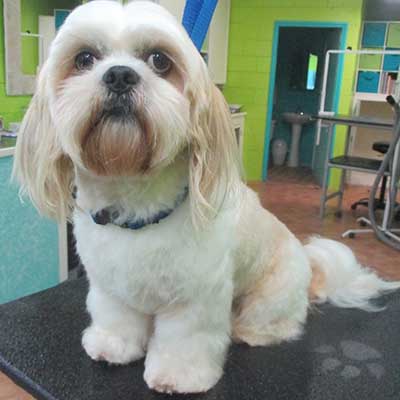 Shih Apso