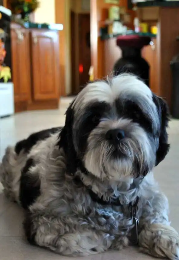 Herkunft & Geschichte von Shih Apso
