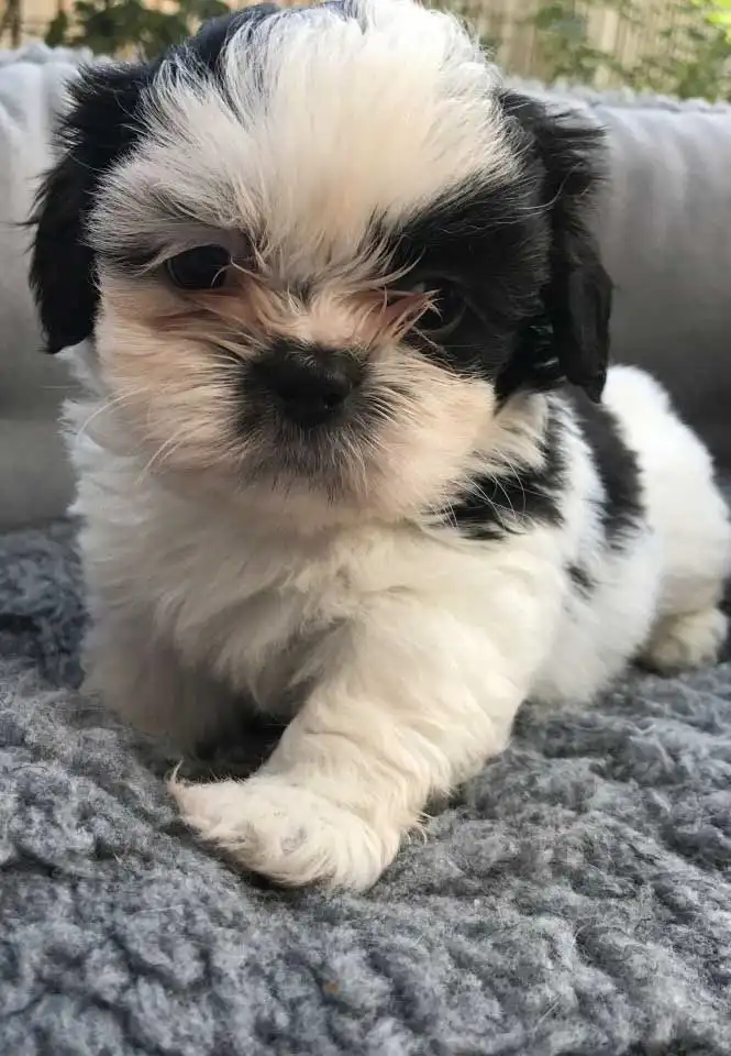Erscheinungsbild von Shih Apso